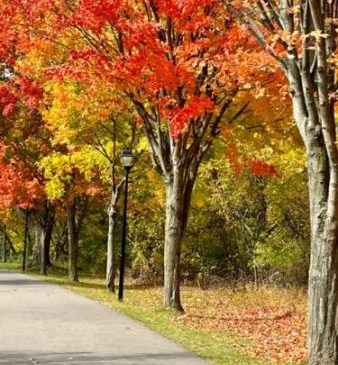 Foliage in Upstate New York